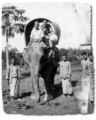 malaya_elephant.jpg
