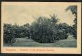 Botanical_Garden_7.jpg